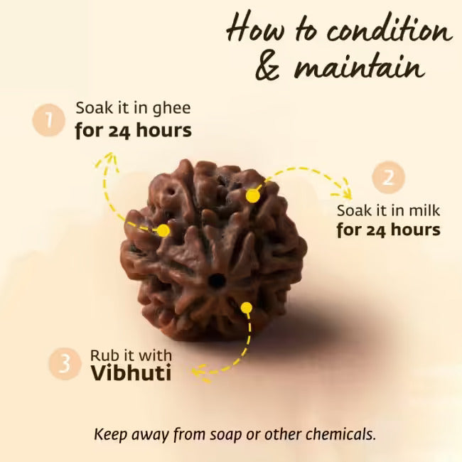 Adiyogi Rudraksha with copper chain. Consecrated Isha Panchamukhi (five faced) Rudraksha bead.