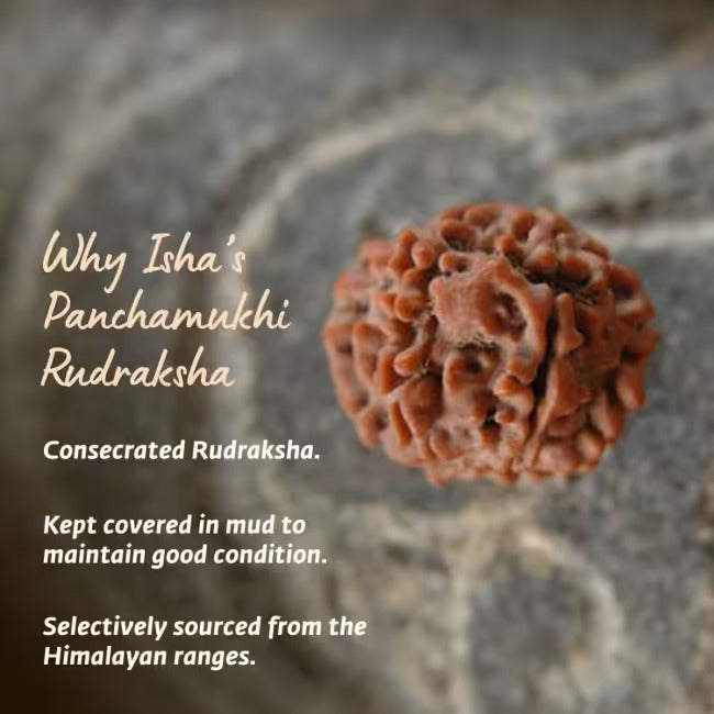 Adiyogi Rudraksha with copper chain. Consecrated Isha Panchamukhi (five faced) Rudraksha bead.