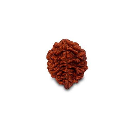 Dwimukhi Rudraksha Beads - Two Faced