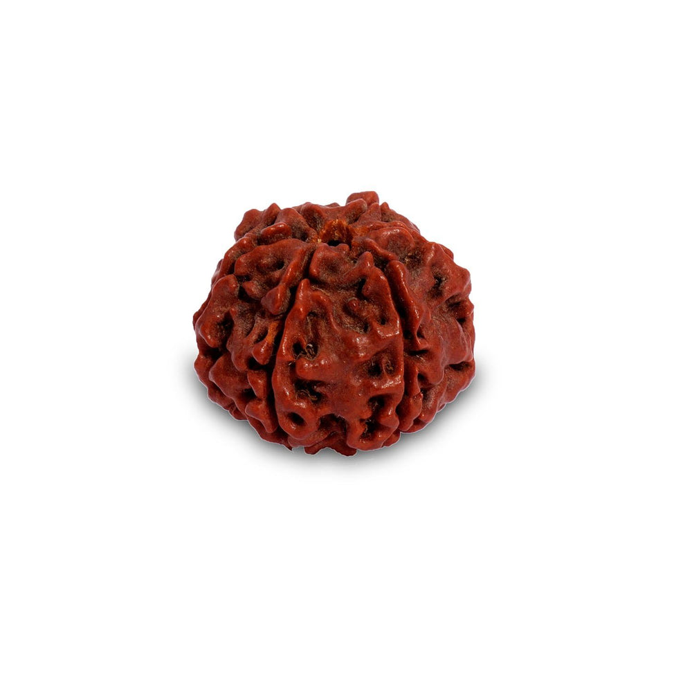 Children’s Shanmukhi Rudraksha Beads - Six Faced