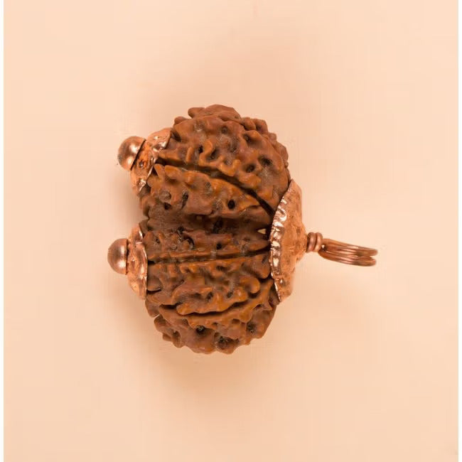 Consecrated Isha Gauri-Shankar Rudraksha