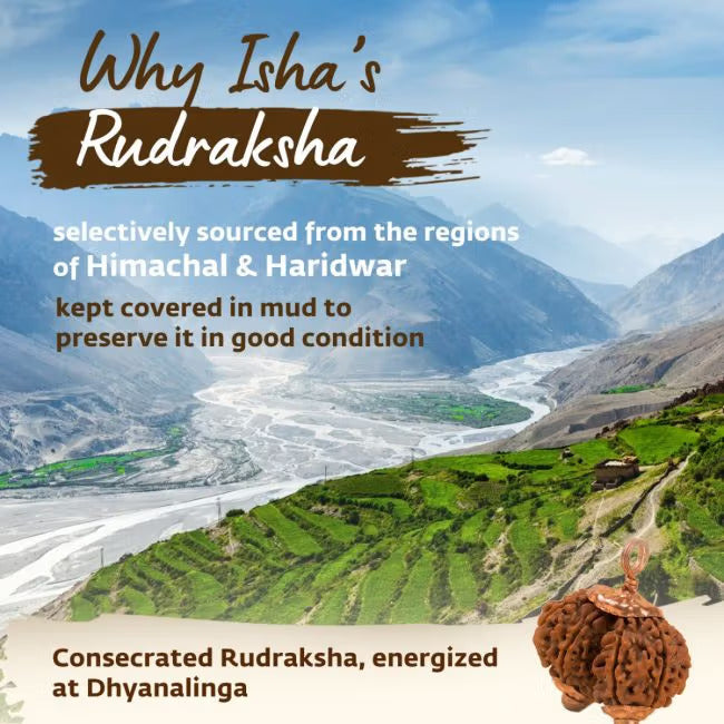 Consecrated Isha Gauri-Shankar Rudraksha