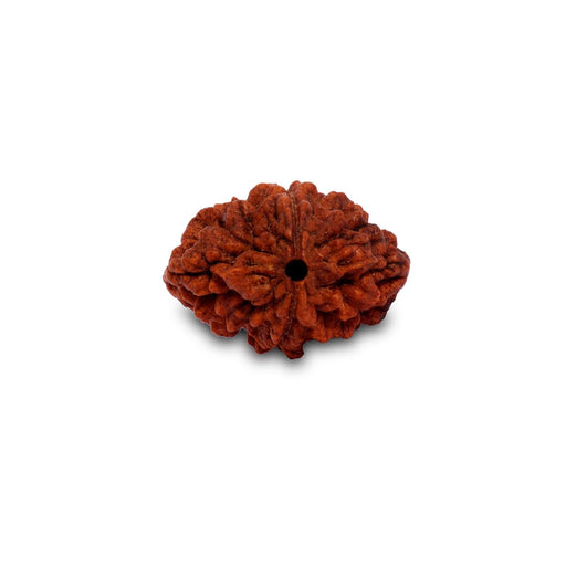 Dwimukhi Rudraksha Beads - Two Faced