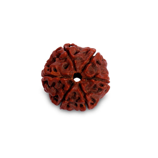 Children’s Shanmukhi Rudraksha Beads - Six Faced